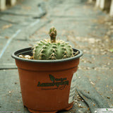 Gymnocalycium quehlianum var. albispinus