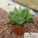 Haworthia marumiana