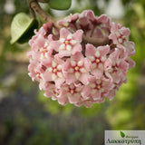 Hoya carnosa compacta