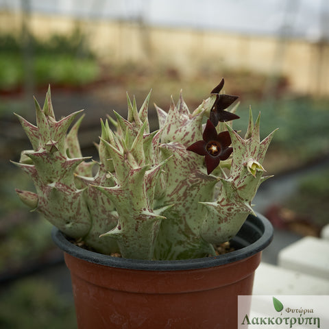 Caralluma hesperidum