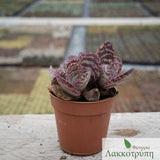 Kalanchoe humilis partridge