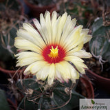 Astrophytum capricorne