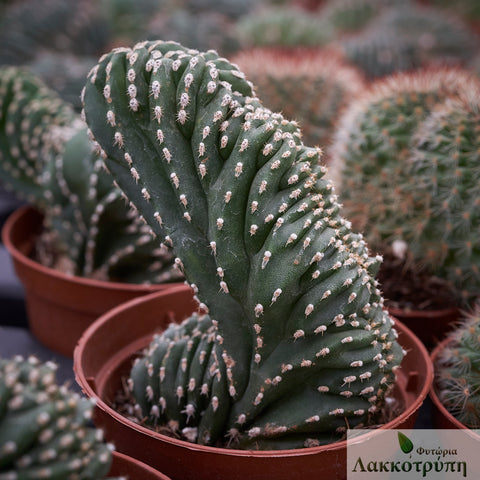 Lemaireocereus marginatus cristata