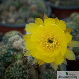 Echinopsis ancistrophora arachnacantha