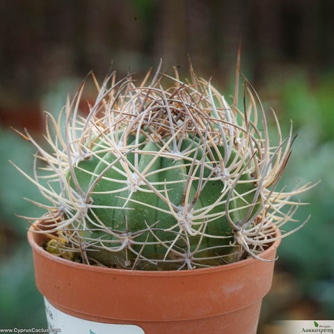 Lobivia lateritia