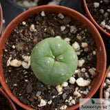 Lophophora fricii