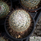Mammillaria bombycina