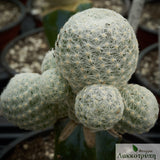 Mammillaria humboldtii Grafted