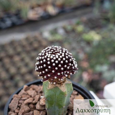 Mammillaria luethyi