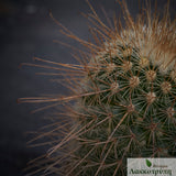 Mammillaria magnifica