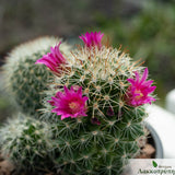 Mammillaria bella