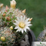 Mammillaria zeilmanniana
