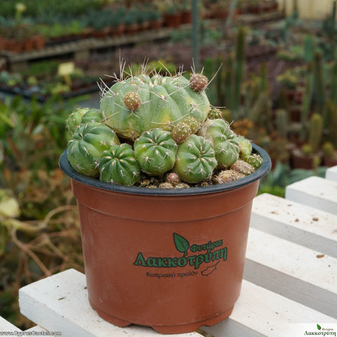 Matucana polzii