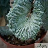 Myrtillocactus geometrizans strictum