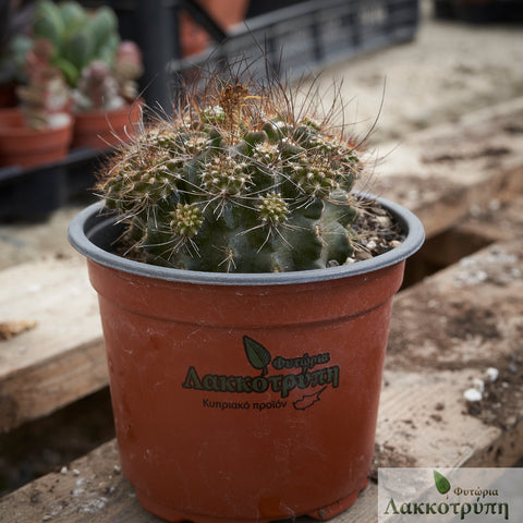 Neoporteria sp.
