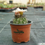 Neoporteria paucicostata