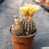 Notocactus submammulosus