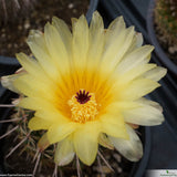 Parodia turecekiana