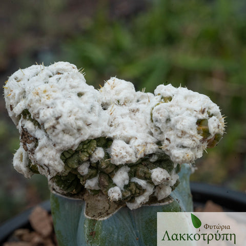 Obregonia denegrii monstruosa