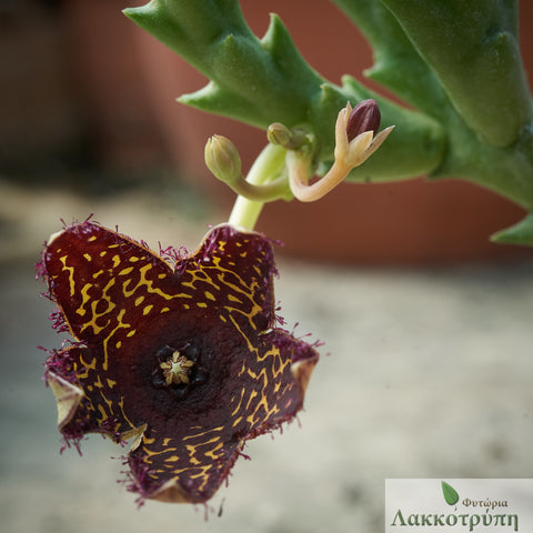 Orbea doldii