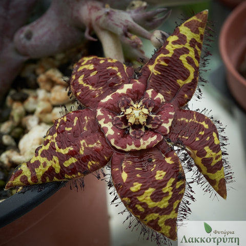 Orbea halipedicola