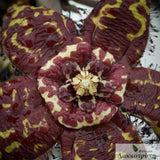 Orbea halipedicola