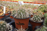 Stenocereus eruca
