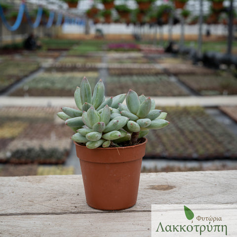 Pachyphytum diamon