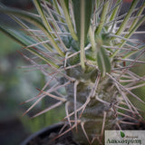 Pachypodium geayi