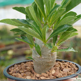 Pachypodium saundersii