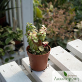 Portulacaria afra mediopicta