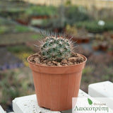 Pyrrhocactus strausianus