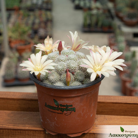 Rebutia albiflora