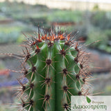 Stenocereus thurberi