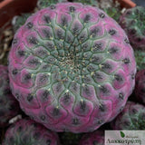 Sulcorebutia rauschii