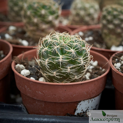 Sulcorebutia breviflora