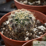 Sulcorebutia patriciae