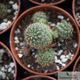 Sulcorebutia purpurea dorana