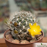 Sulcorebutia breviflora