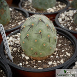 Tephrocactus geometricus