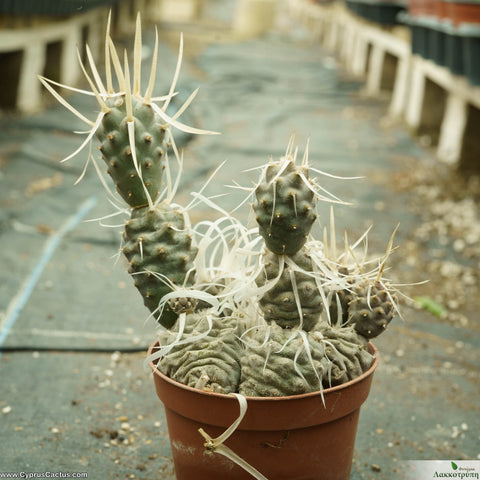 Tephrocactus articulatus papyracanthus