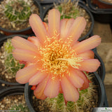 Trichocereus lak2105_05