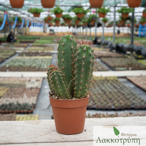 Trichocereus pachanoi