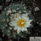 Turbinicarpus sp. "Klink"
