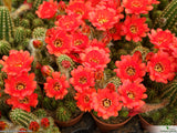 Chamaelobivia 'Rose Quartz' orange flower