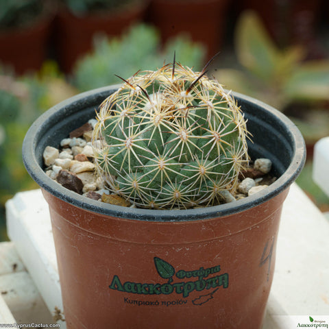 Coryphanta impexicoma