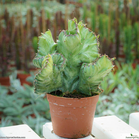 Euphorbia lactea cristata