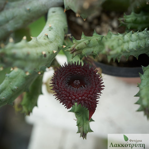 Huernia pendurata