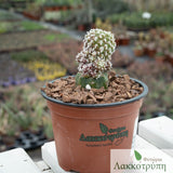 Mammillaria bombycina monstrose