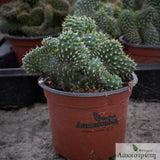 Opuntia fulgida cristata